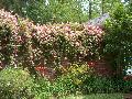 Seven Sisters Rose / Rosa multiflora 